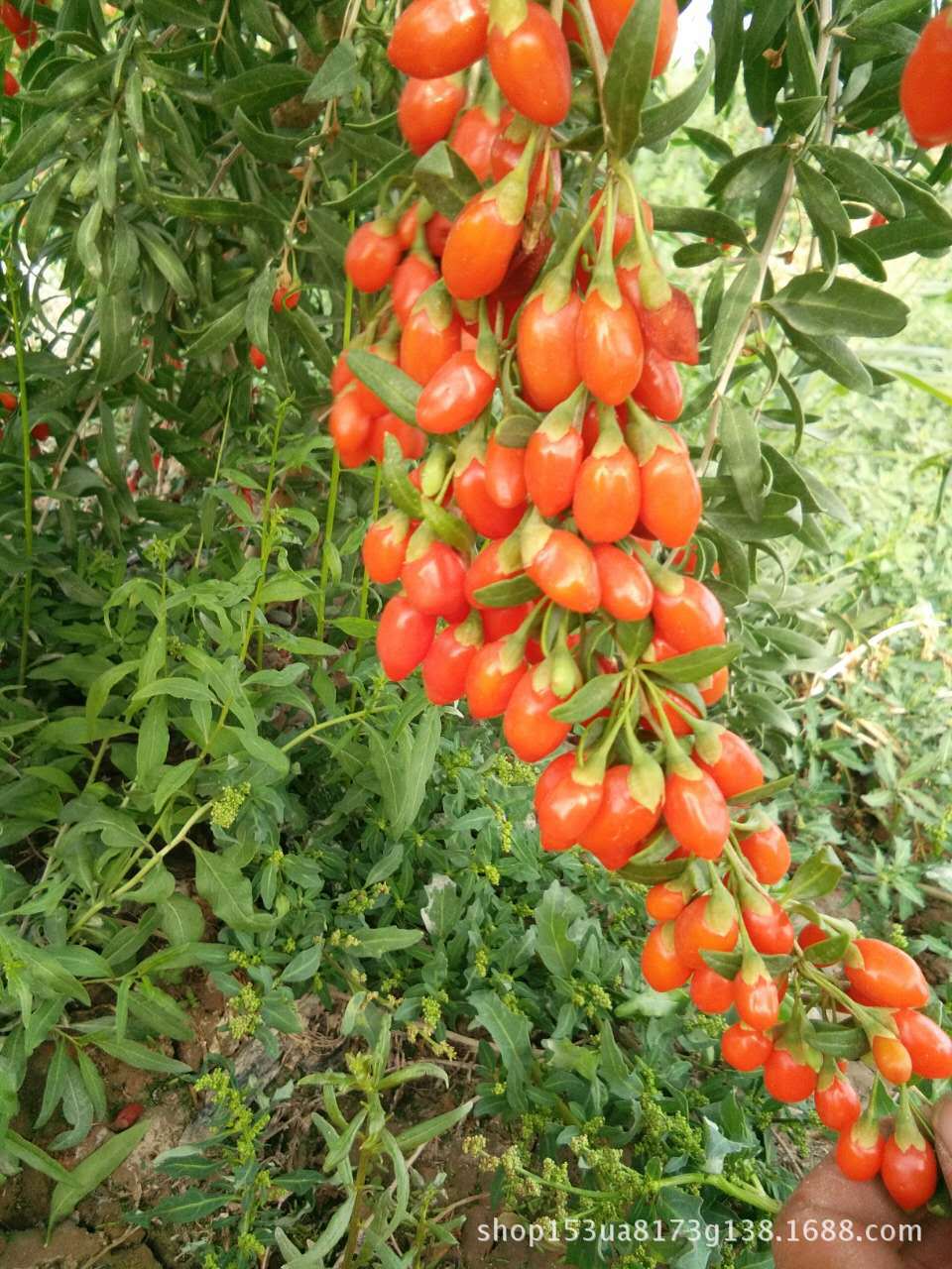 枸杞子 散装优质红枸杞整箱40斤装 中药材批发零售高原土特产枸杞