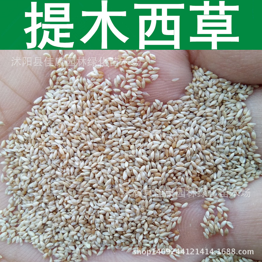 牧草种子 提木西草种子 提摩西草 猫尾草种子 1件=1斤-阿里巴巴
