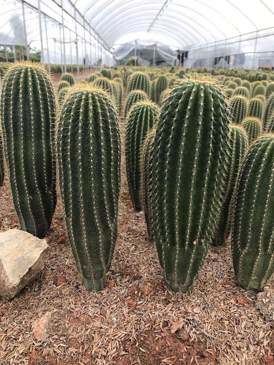 仙人掌大凤龙沙漠绿植净化空气 室内观赏多肉植物批发 厂家30cm