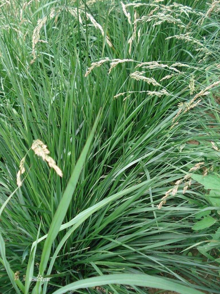 基地供应 高羊茅 观赏 牧草型 作为牧草饲 草皮 苇状羊茅多维