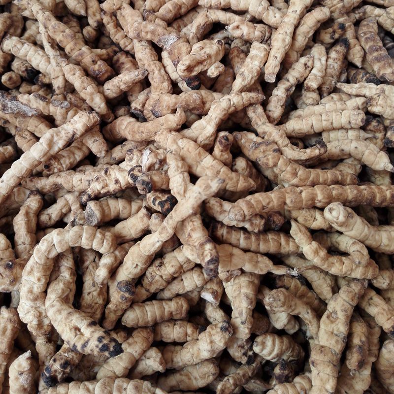 1号地蚕草虫 土冬虫草 白冬虫草 白虫草 肺痨草产地大货直销-阿里巴巴