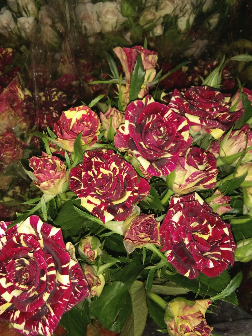 多头流星雨云南鲜花昆明鲜花斗南基地直批优质鲜花多头玫瑰批发