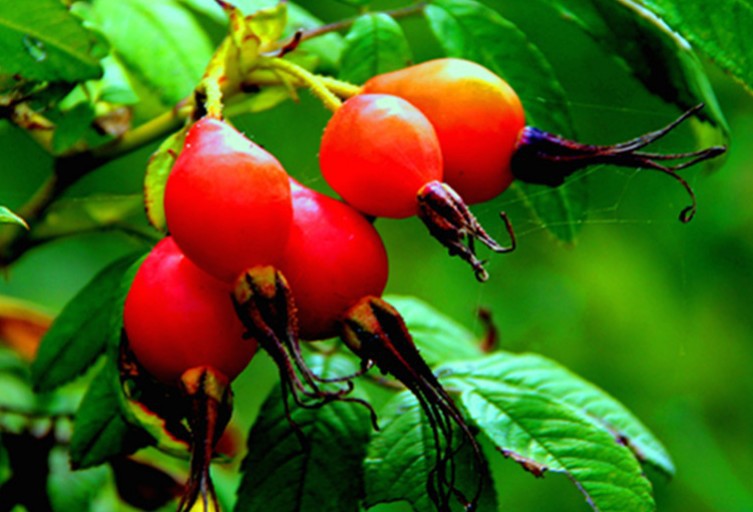 【别名】刺莓果,刺木果.