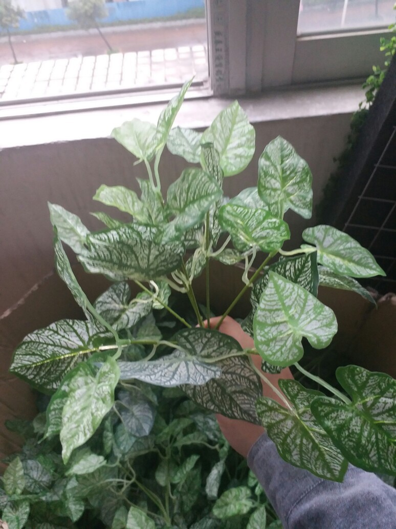 单支仿真植物 植物墙配件 人造地瓜叶把束 白边草红边草假绿植