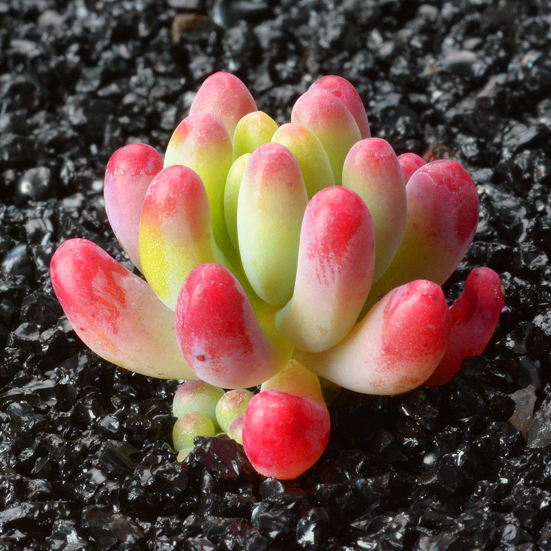 乙女心八千代多肉植物批发绿植盆栽35cm