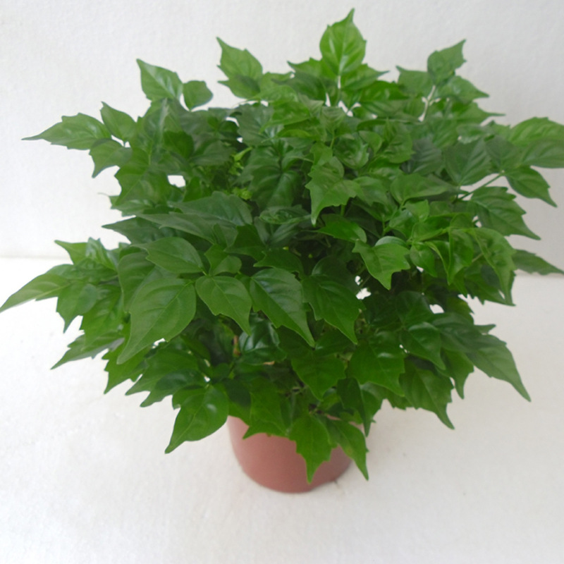 【基地直供】观叶植物小盆栽吸甲醛办公布置(a110)小富贵幸福树