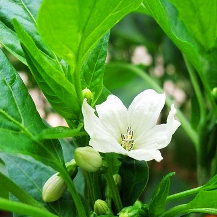 阳台蔬菜特大牛角辣椒种子羊角椒阳台庭院种植出芽率高辣椒种孑