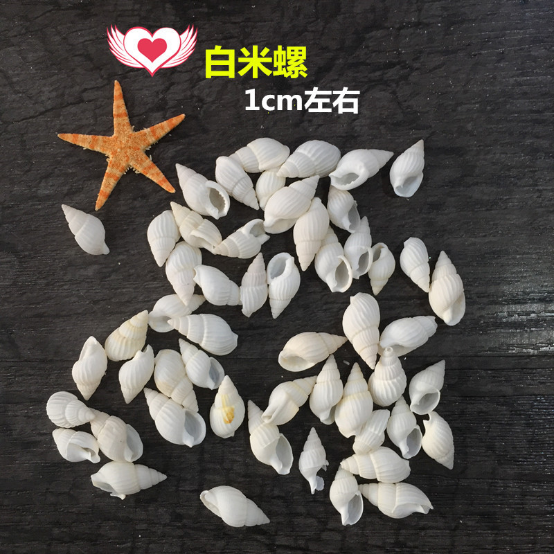 小白米螺 水族箱鱼缸装饰 婚礼家居饰品 工艺配饰天然贝壳海螺