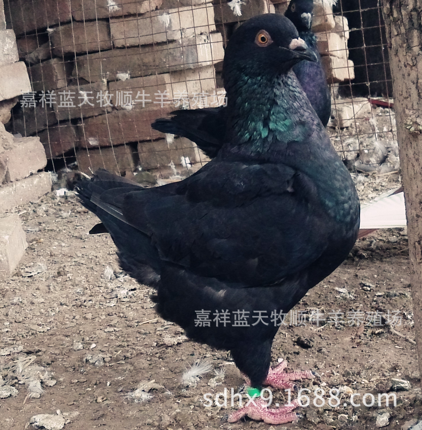 大型元宝鸽图片