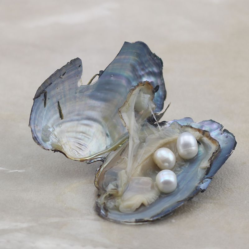 三角蚌珍珠小河蚌真空包装一蚌一珠水滴米形珍珠支持多课