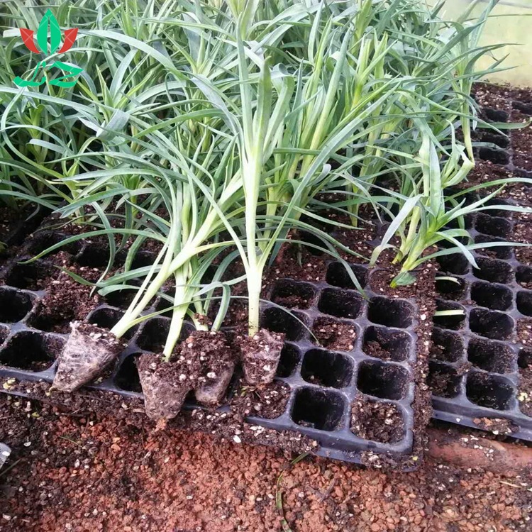 经销批发康 康乃馨种苗新鲜1月生的各色鲜花小苗品种基康乃馨花苗