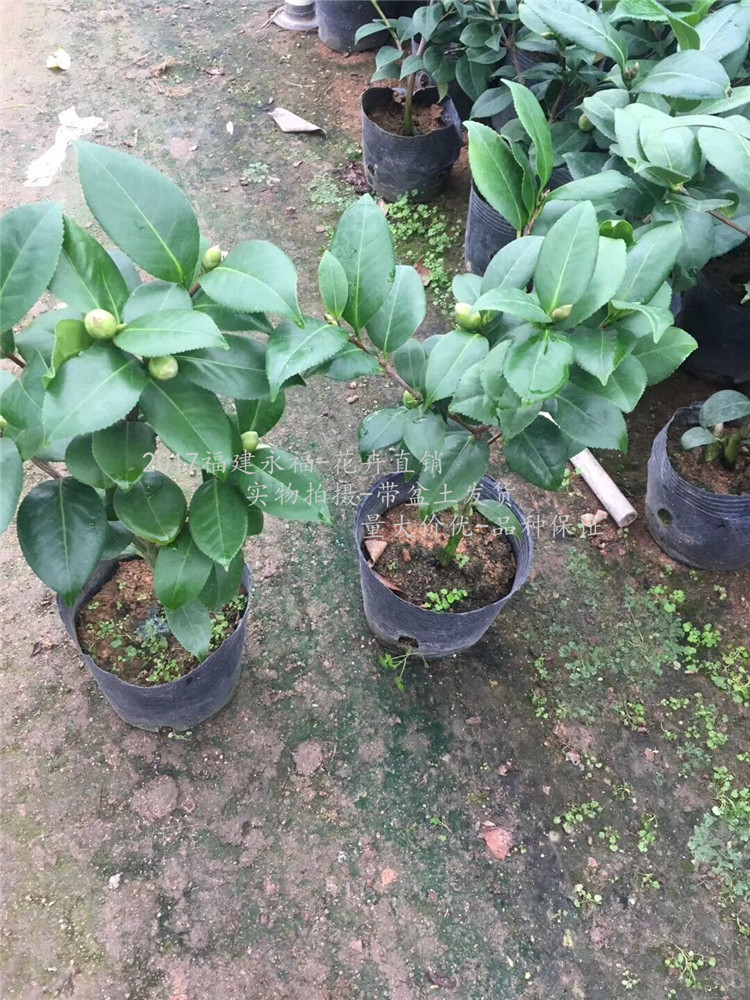 原生160杯青叶贝拉茶花,贝拉大玫瑰茶花,花贝拉茶花,20-35公分图片