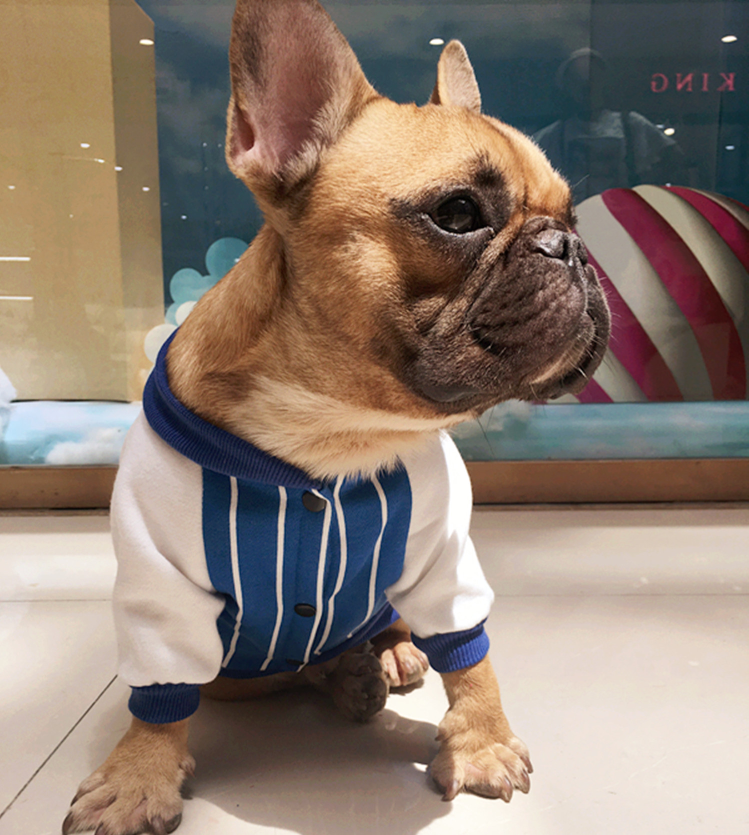 宠物用品新款宠物狗衣服斗牛犬条纹卫衣狗狗衣服秋冬服装现货批发