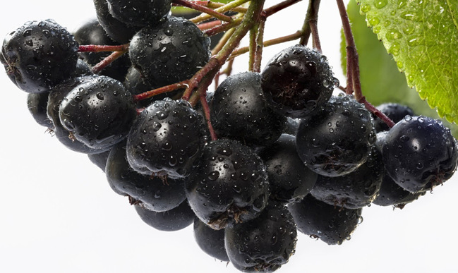 食品配料 提取物 植物提取物 > 厂家现货 野樱莓提