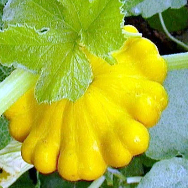 绿条纹飞碟瓜种子 20粒/袋 特色类观赏兼食用瓜类 热销中