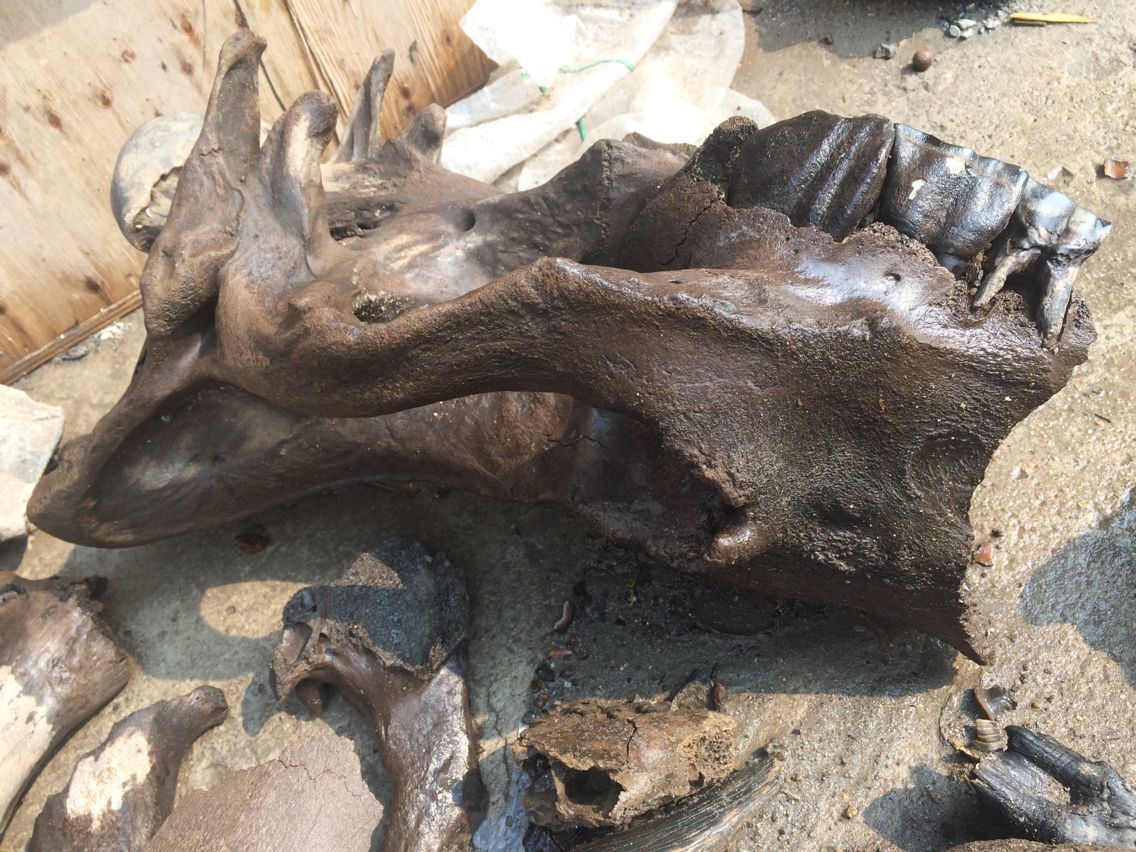 龙骨 五花龙骨 青龙骨 煅龙骨 龙齿 正宗龙骨