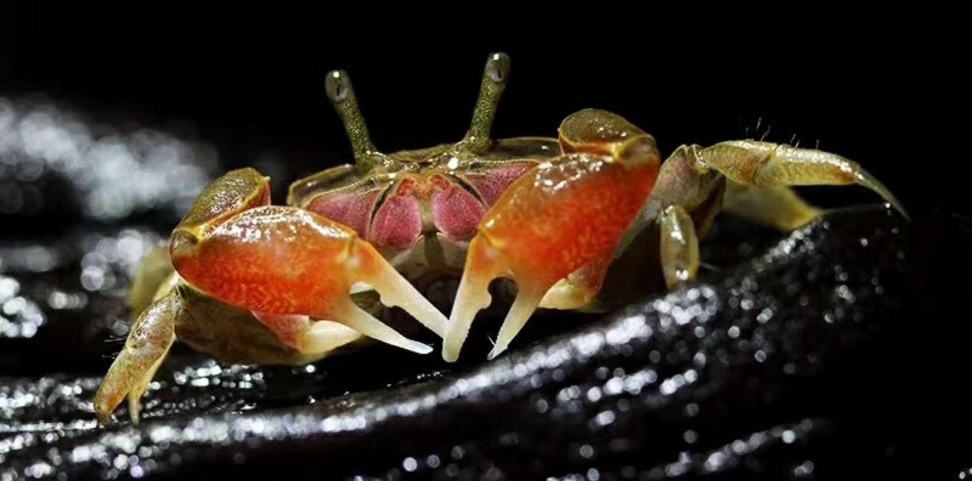 迷你辣椒蟹 深水蟹 观赏蟹 活体 草缸吃涡虫 可混养