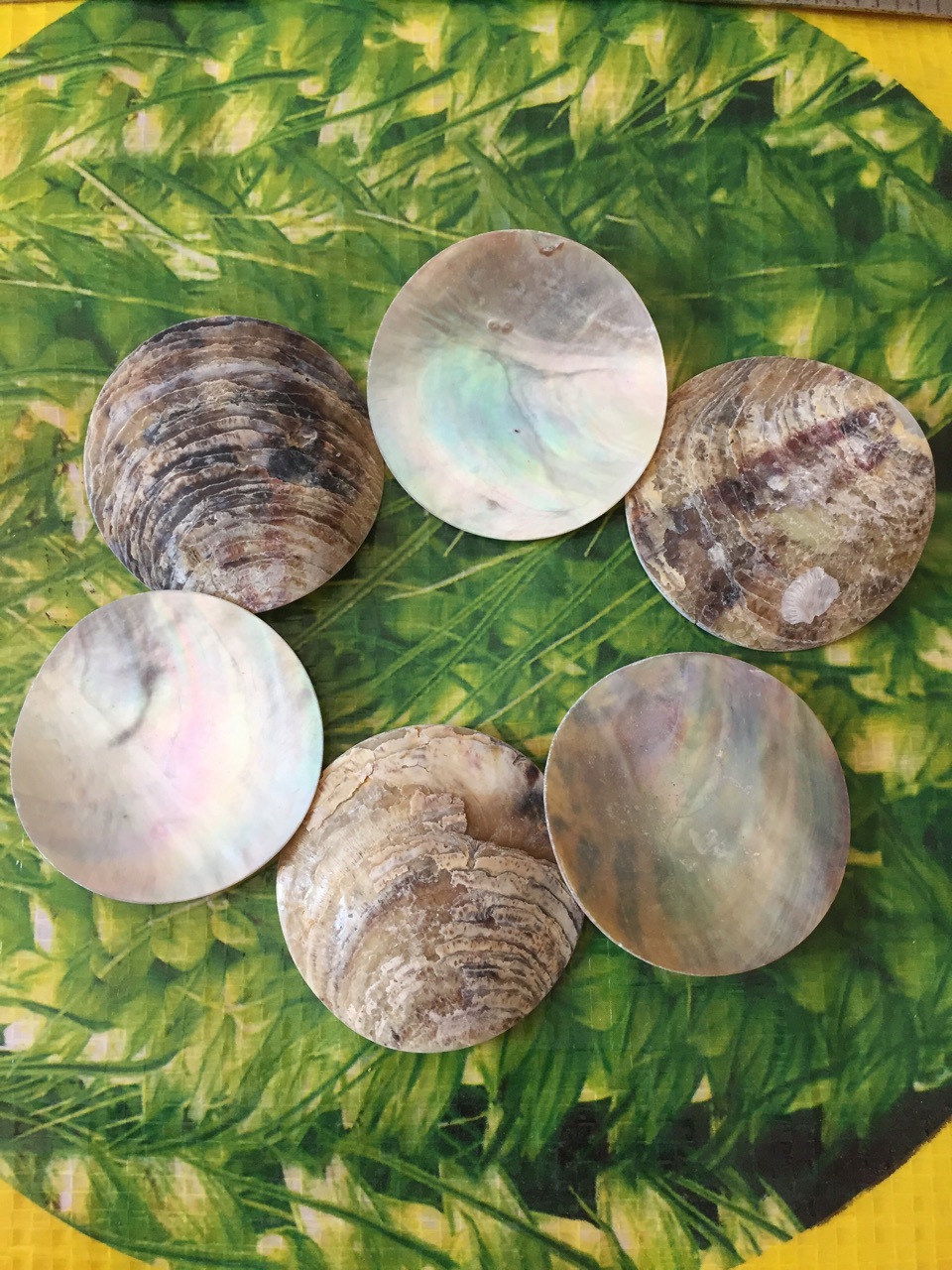天然贝壳片diy马氏贝35mm无孔贝壳片配件批发