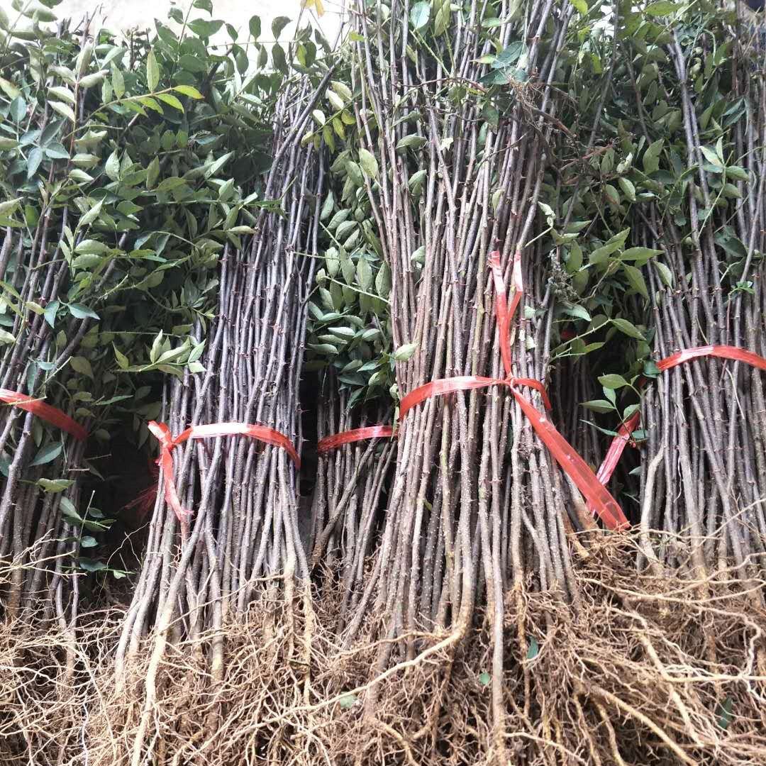 大红袍花椒树苗价格狮子头九叶青花椒苗基地1米高花椒树批发