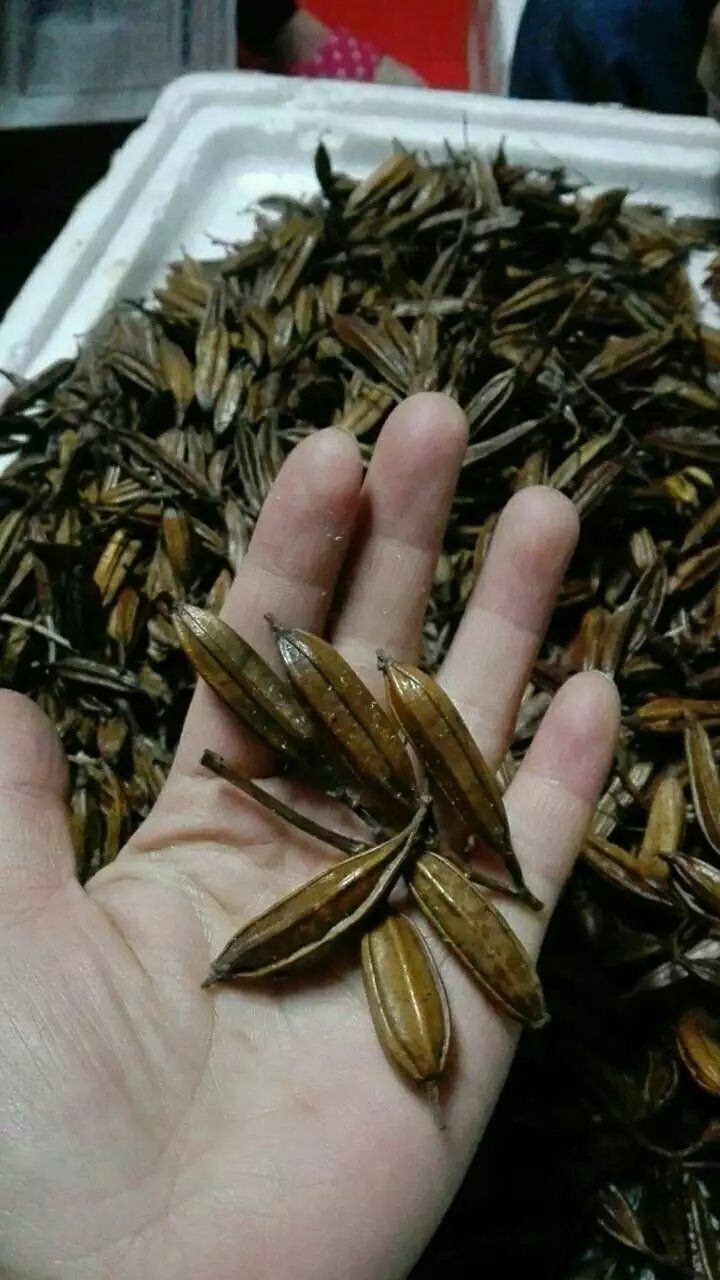 看神农架地区纯野生白芨块茎及果荚