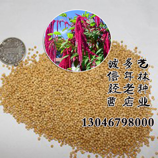 公司进口牧草种子籽粒苋 千穗谷适口性好 营养丰富含蛋白质高牧草