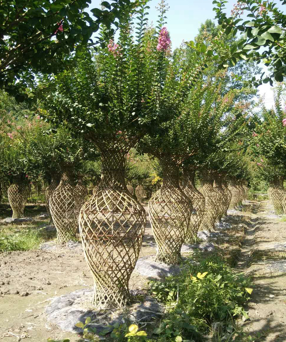 紫薇瓶子 紫薇造型景观树 紫薇编艺花瓶 工程绿化植物 庭院绿篱