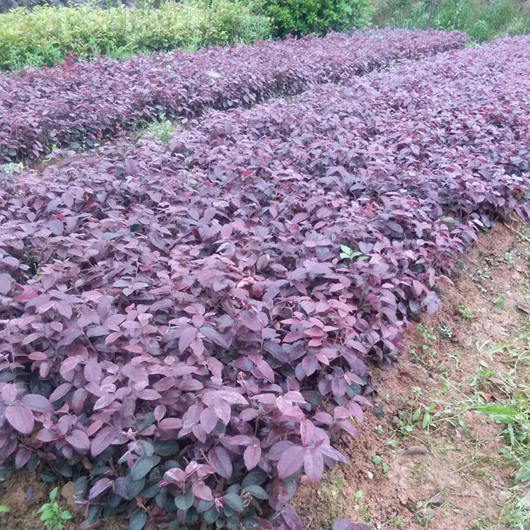 乔木-耐寒红豆杉批发 绿化植物 湖南基地直供 货源充足 量大从优-乔木