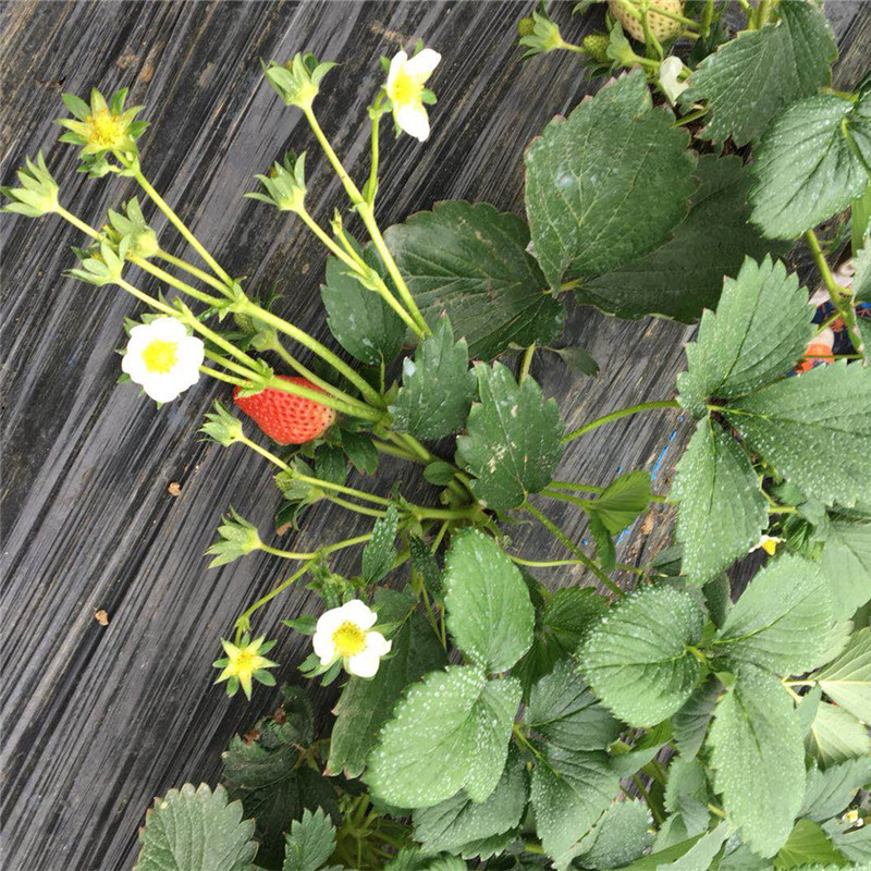 露天种植什么品种的草莓苗产量高 章姬草莓苗喜阳光结果早