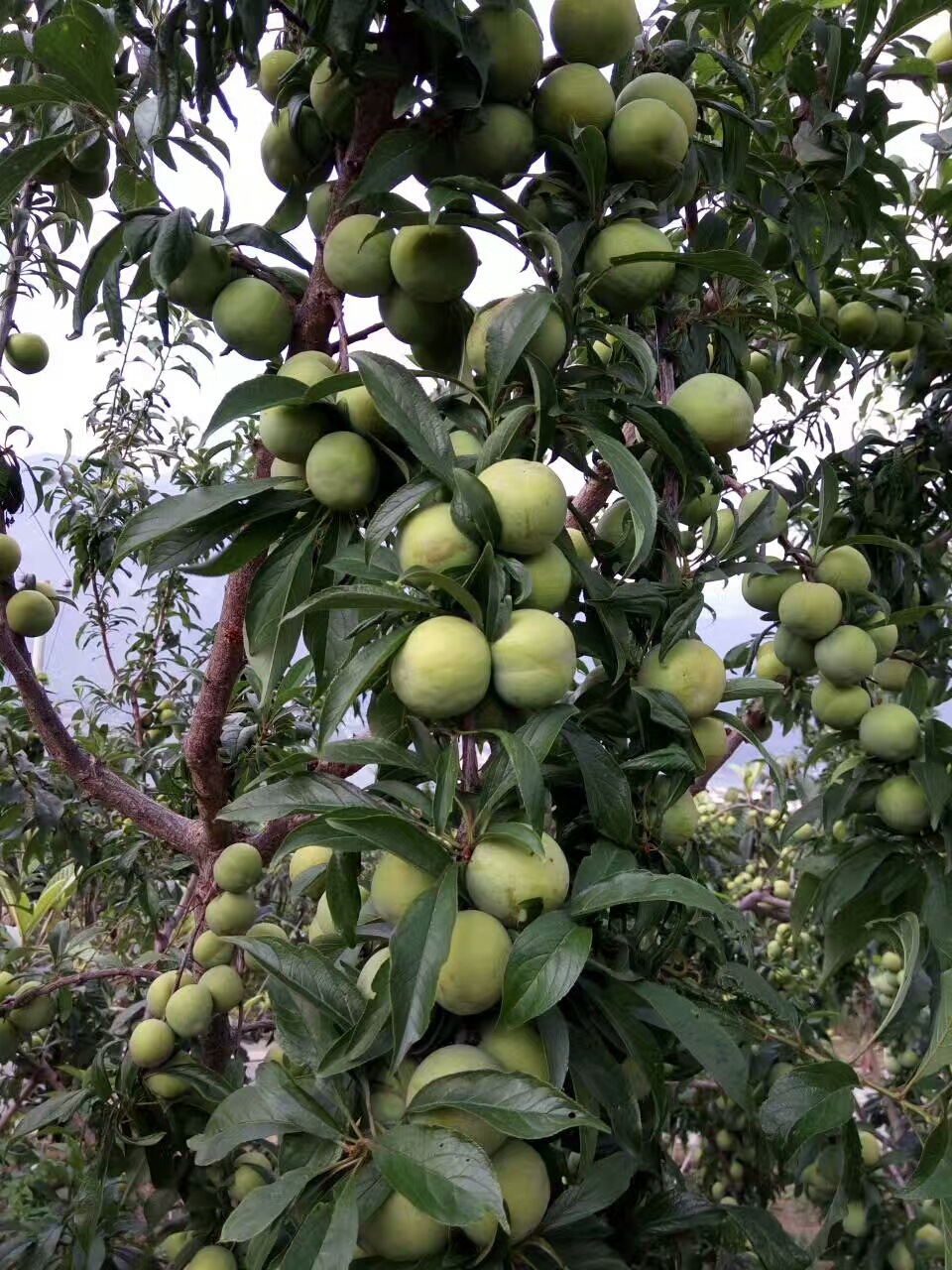 无公害汉源县苦李子青脆李