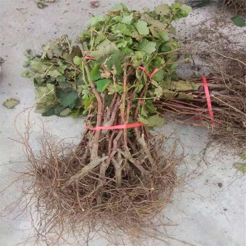 如何管理好户太八号葡萄树苗晚熟品种图片价格高