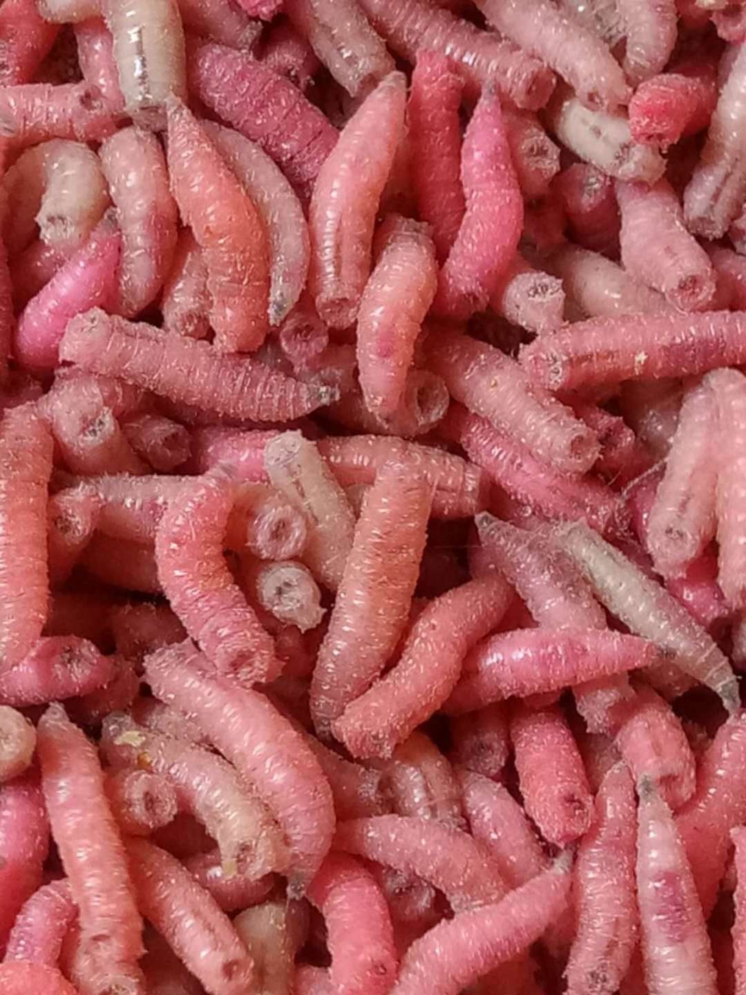 批发钓鱼蛆虫活体鱼饵活蛆肉蛆蛆牙子红色蛆虫瓶装渔具店货源大瓶