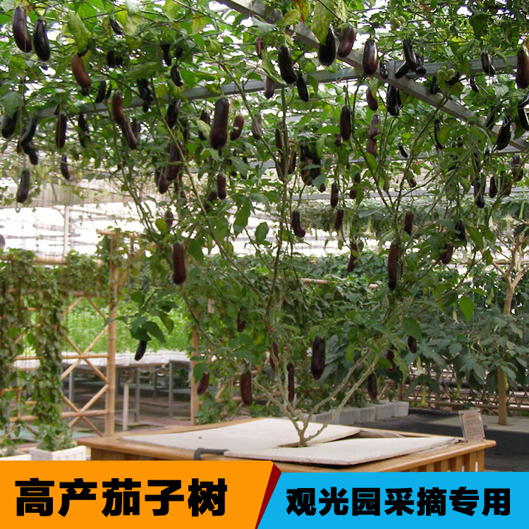 寿光蔬菜种子树形茄子树种子多年生爬藤蔬菜种子观赏食用皆可四季