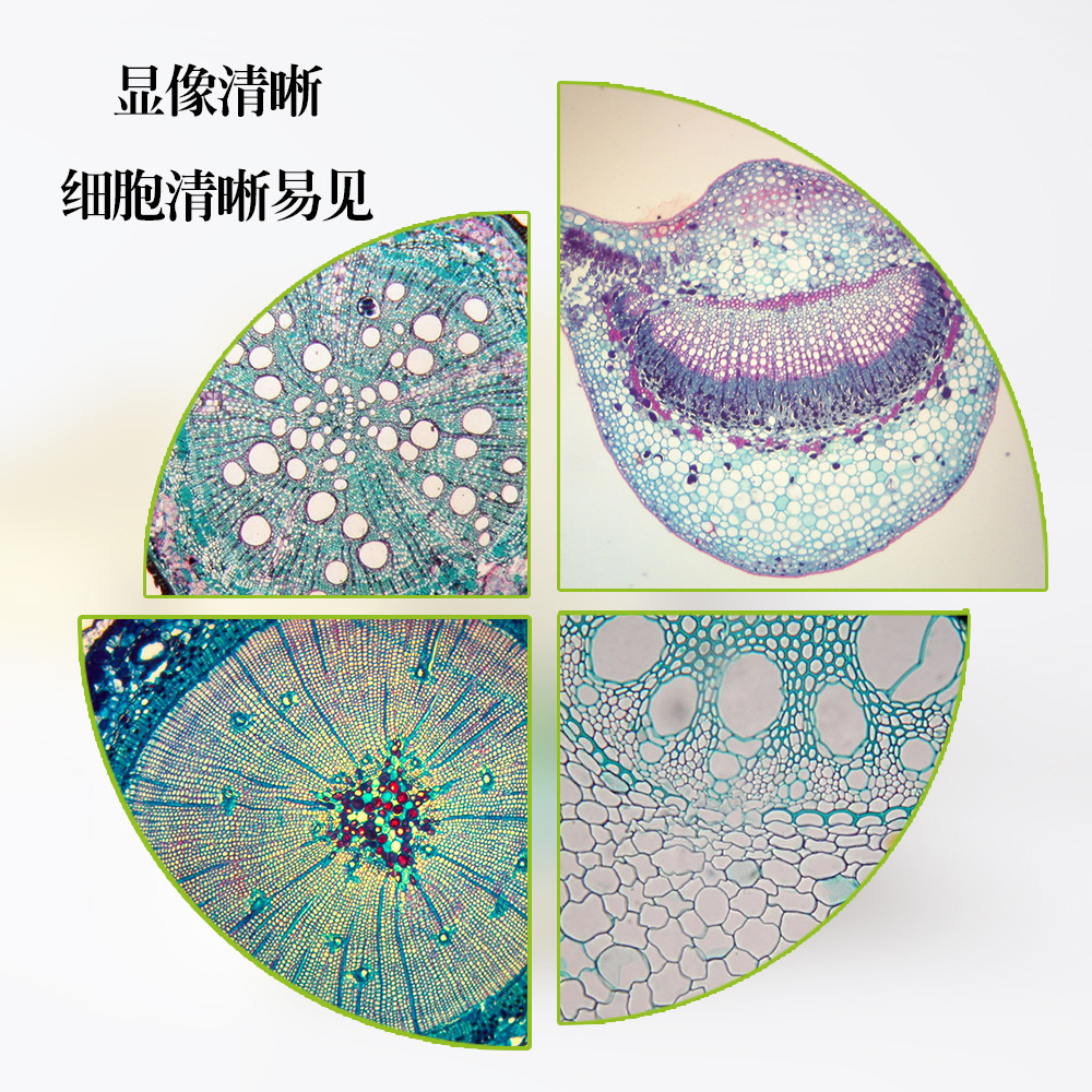 生物玻片中小学生科学启蒙使用显微镜切片标本套装25种植物学切片