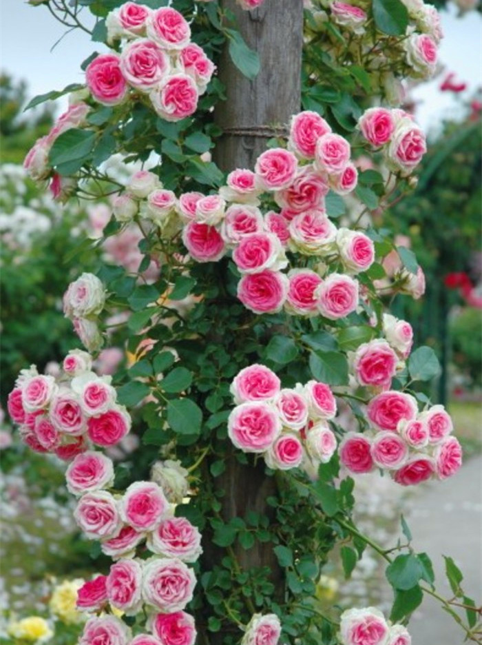 欧洲月季/四季藤小伊甸园花苗多季勤花月季丰花欧月易样花卉