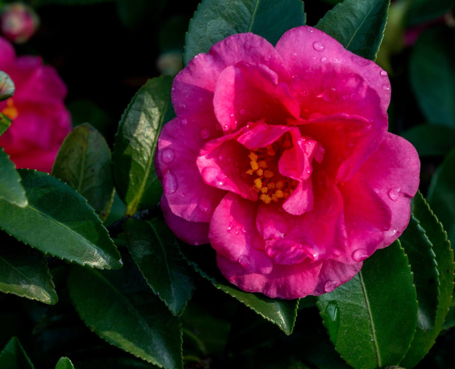 茶梅茶花耐寒植物花卉茶梅树苗 茶梅花苗 茶梅花苗盆景盆栽苗