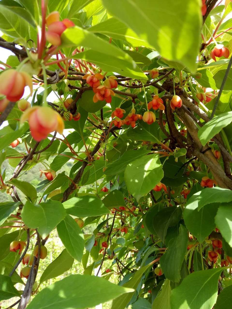 五味子开花了,漂亮吗?