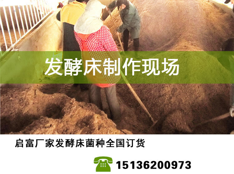 养猪发酵床菌种