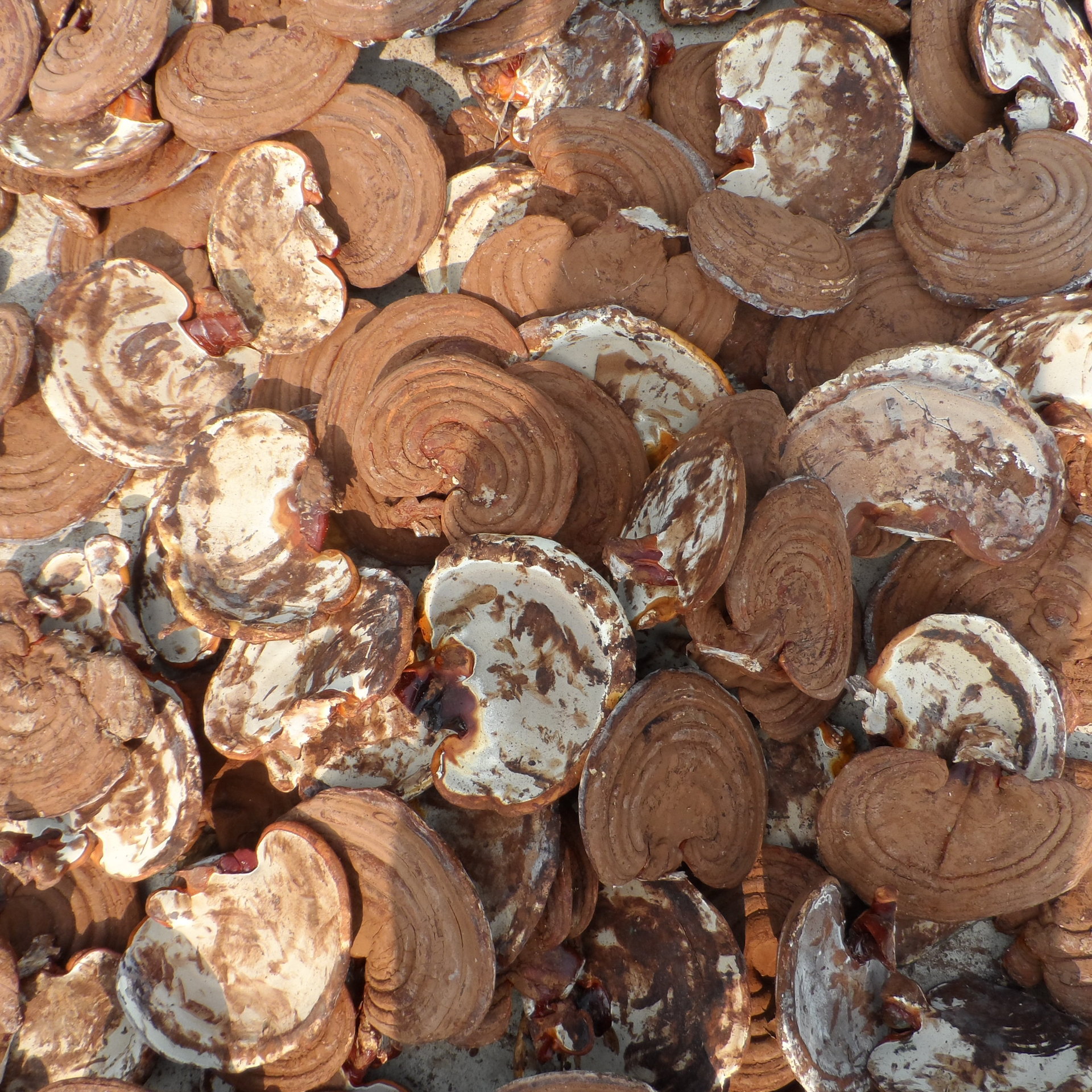 灵芝的菌盖木栓质,半圆形或*形,宽12～20cm,厚约2cm.