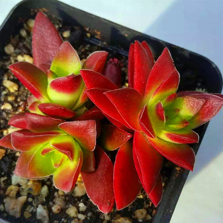 红叶祭多肉植物盆栽 办公室内绿植小盆栽 花卉掌形美观园林植物