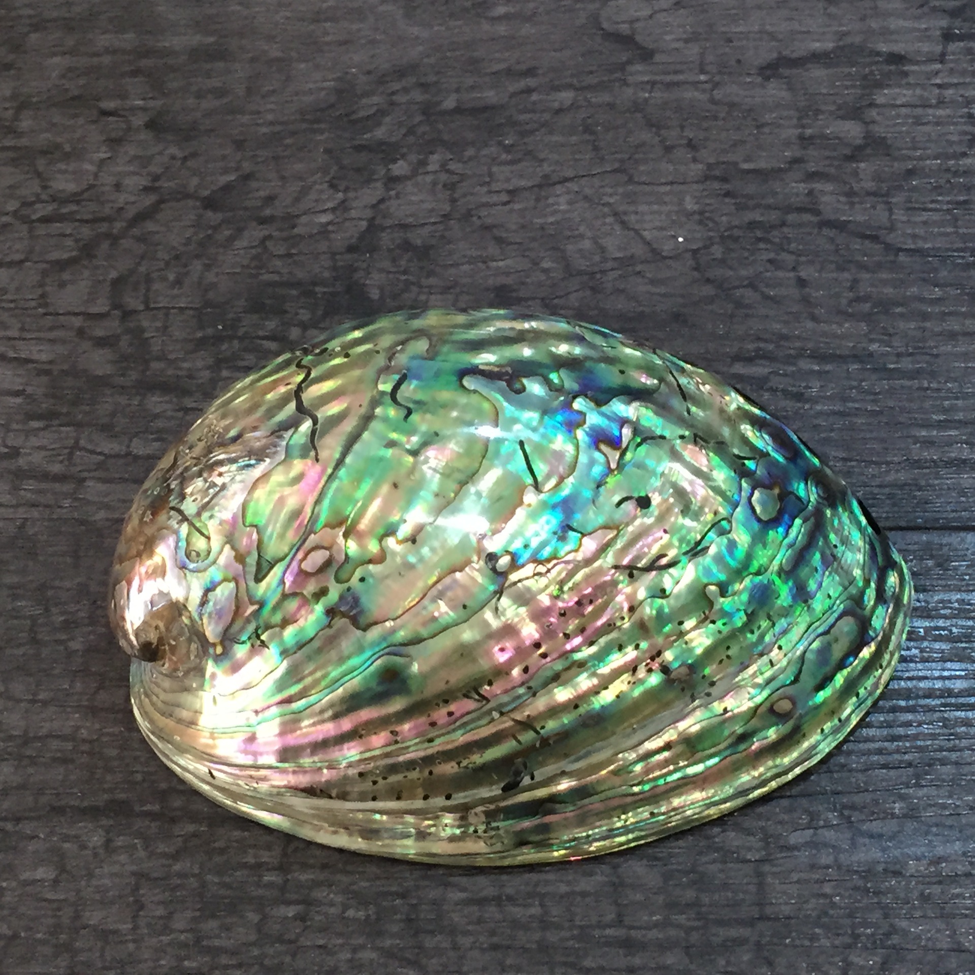 亚马逊供应商 天然鲍鱼贝 新西兰 家居工艺摆件装饰