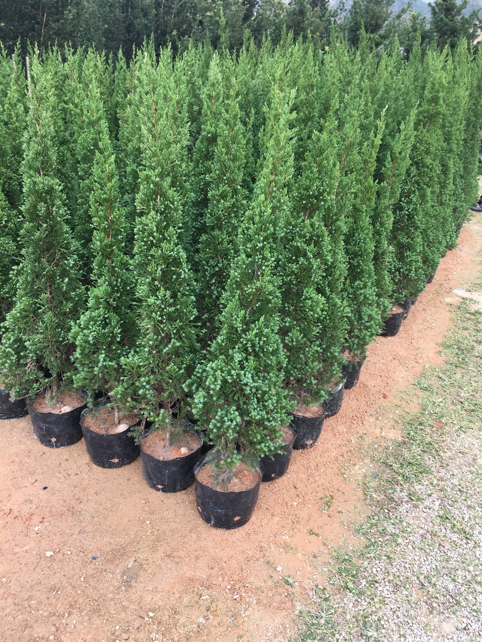 大量供应塔松/高度1.1米至1.5米/自家苗场种植销售