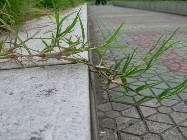 1.矮小"草根"难得爱!