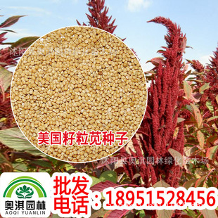 公司进口牧草种子 美国籽粒苋千穗谷适口性好 营养丰富含蛋白质高