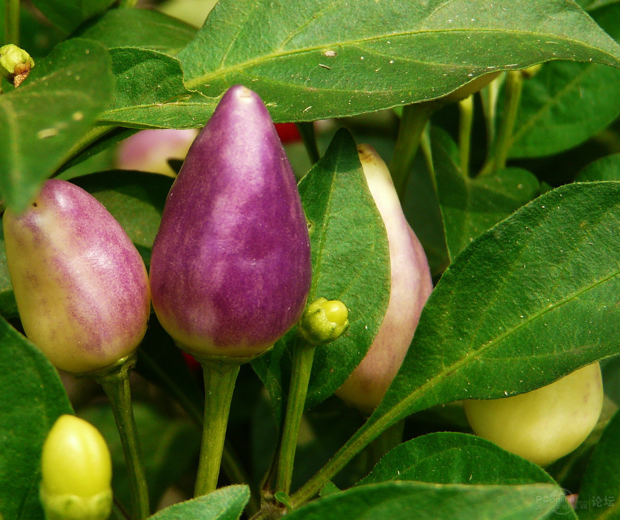 七彩辣椒种子五彩观赏椒阳台盆栽多彩小尖椒四季播辣椒种子蔬菜种