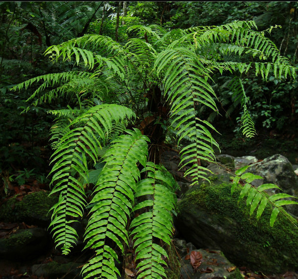 肾蕨提取物 10:1 现货供应 比例提取物 斯诺特厂家