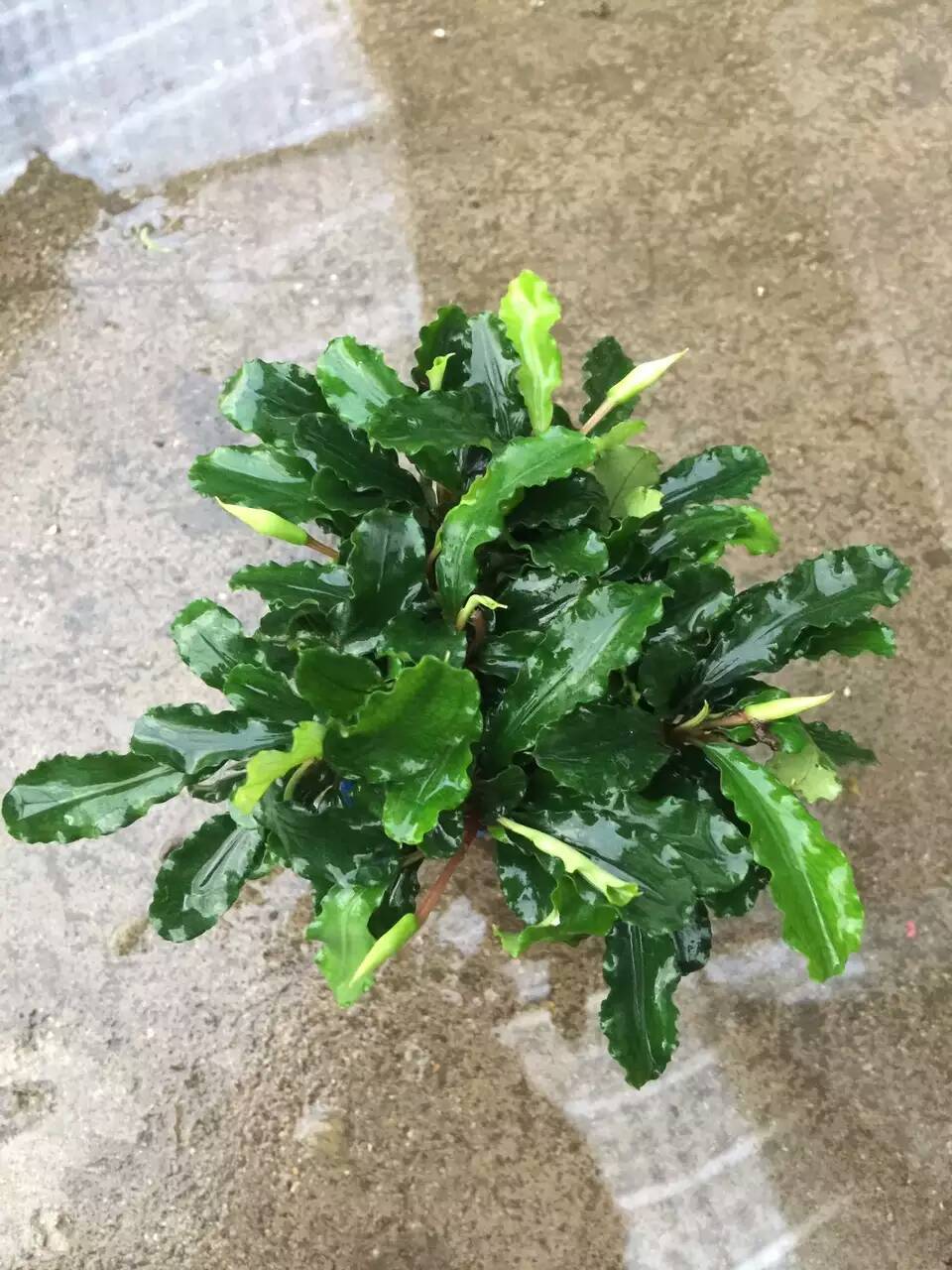 蓝精灵辣椒榕 水榕水草活体水族鱼缸造景懒人小水榕批发光合水草