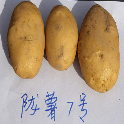脱毒马铃薯种薯 优质 陇薯7号原种 精选 发货快 运费低