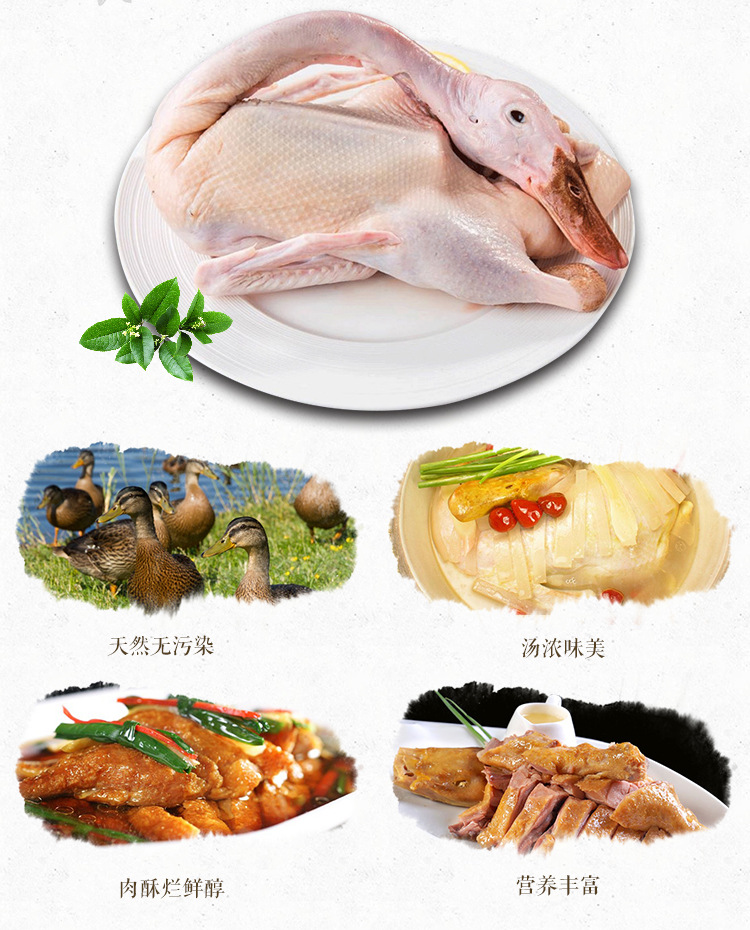 开背老麻鸭 优质鸭肉大量供应三阳农场鸭肉 冰鲜冷冻家禽特供