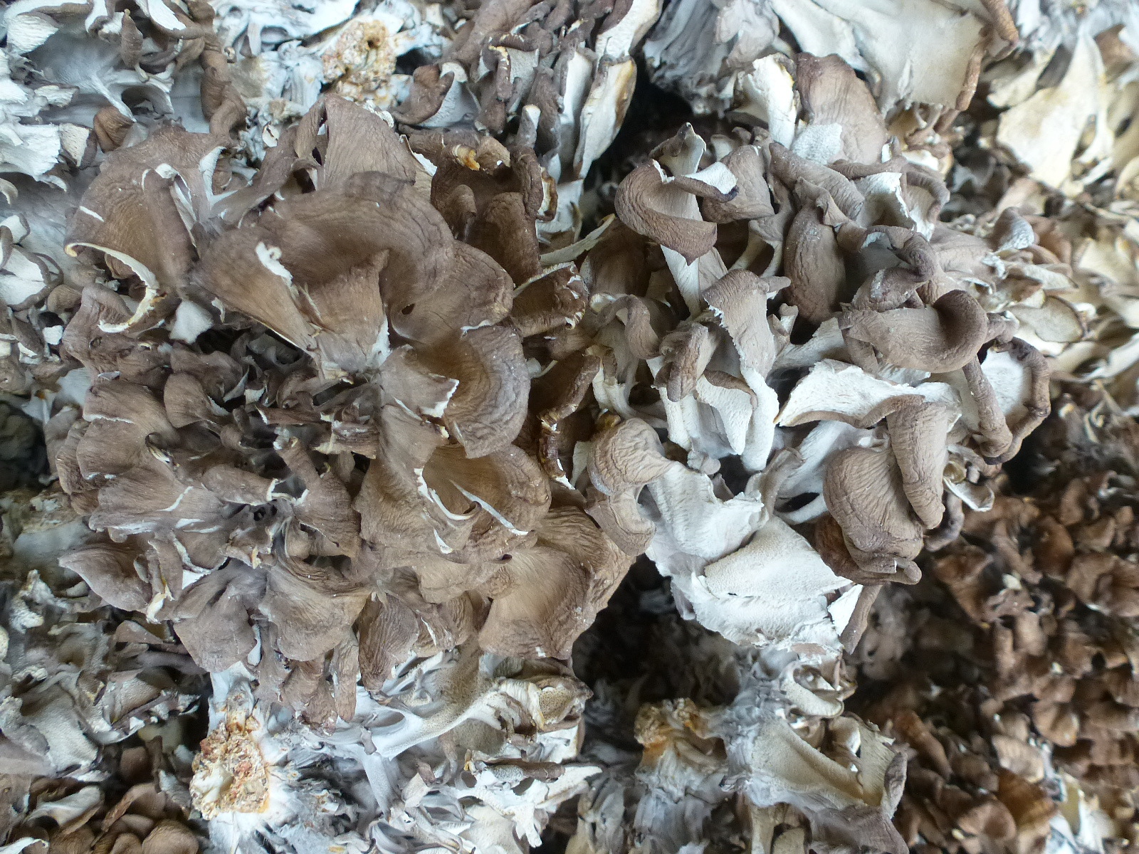 【裕菌隆】 灰树花 舞茸 中小朵型 灰树花干品 无泥沙特级舞茸