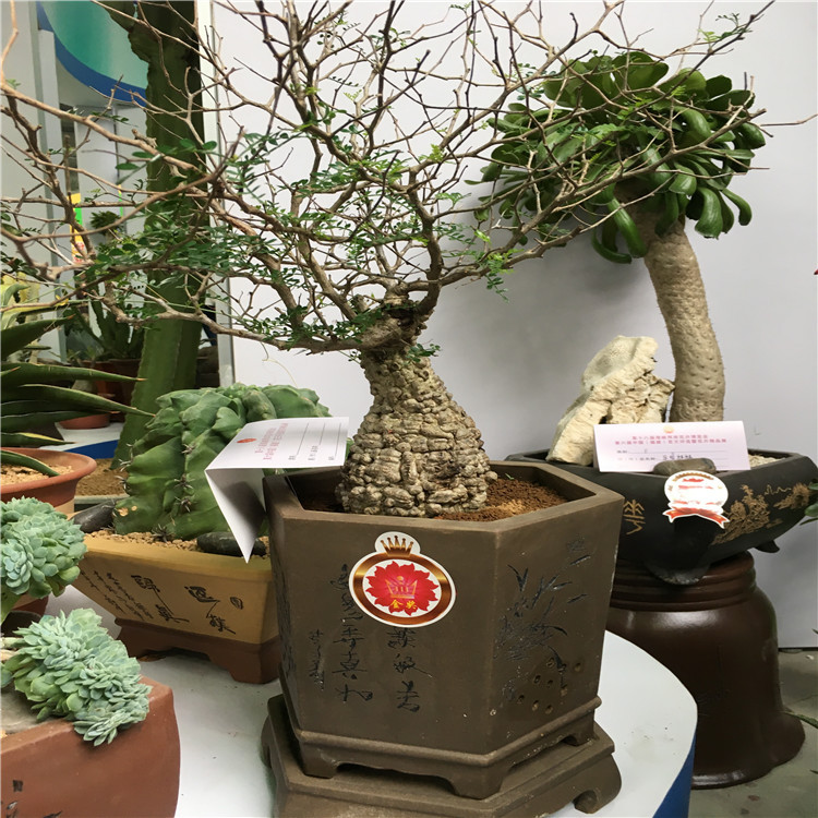 实生列加氏漆树operculicarya decary i 块根多肉植物 盆景景观